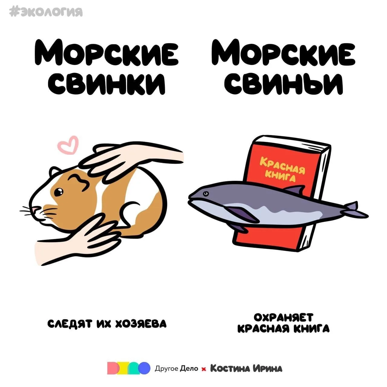 Дабы разобраться в разнообразии свинок..😉
