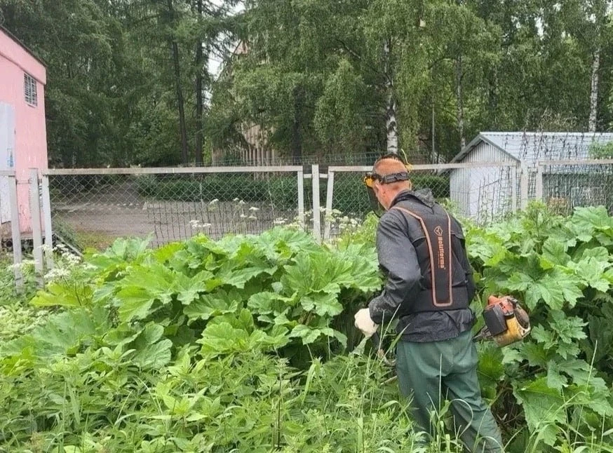Всё, кранты тебе, борщевик, на твою погибель вышли коммунальные службы.

Уничтожение запланированы н