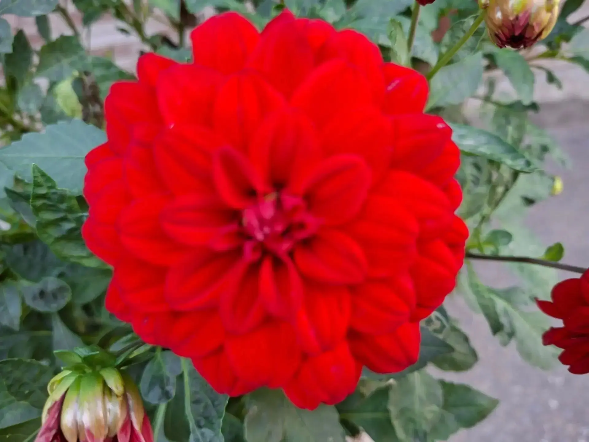 🌺 Сегодня — День георгин!