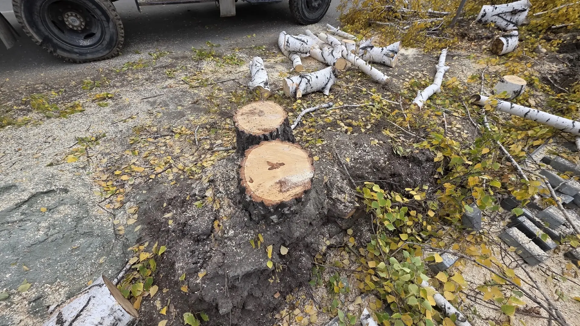 В воскресенье на Берёзовой аллее в районе 18-го Бронного переулка были спилены хорошие,...