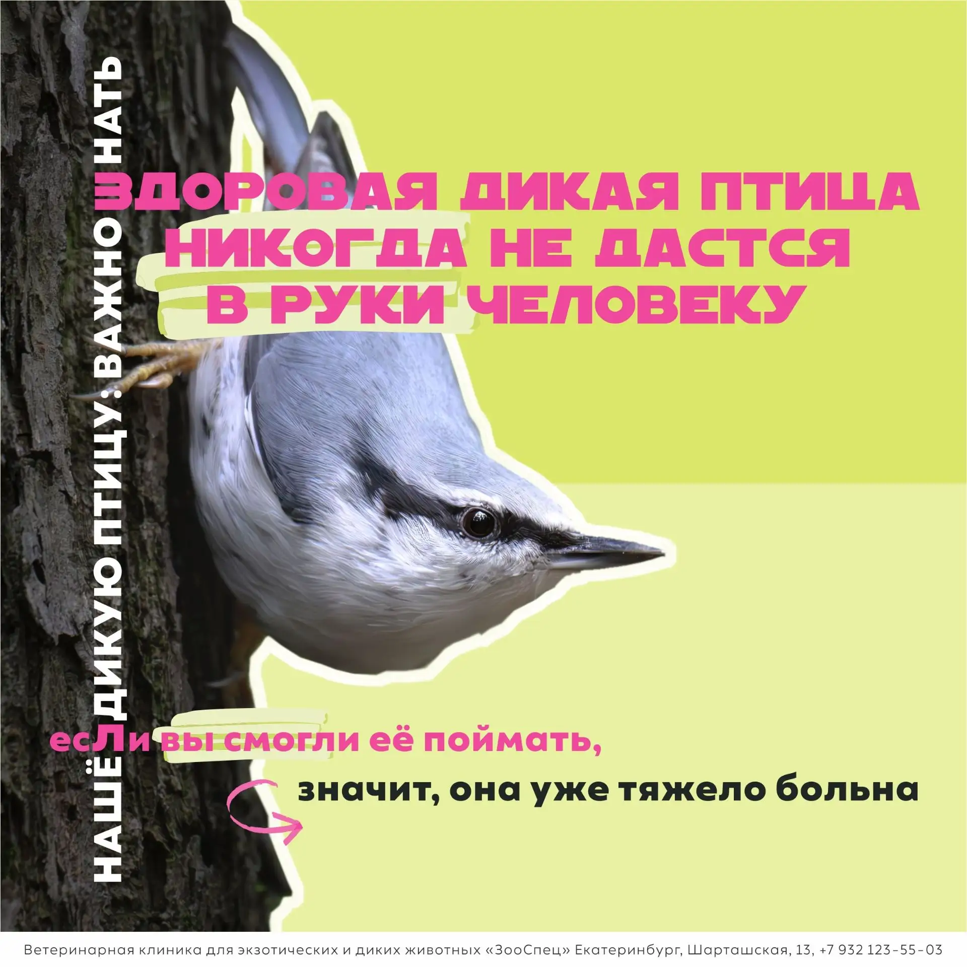 Дикие птицы зачастую являются «букетом» различных инфекций, которые ослабляют их иммуни...