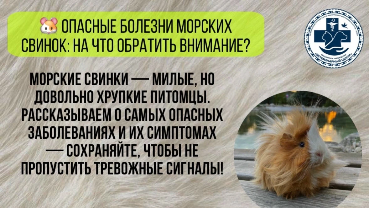⚠️ Важно! При любых подозрительных симптомах срочно обратитесь к ветеринару — самолечение опасно!
По