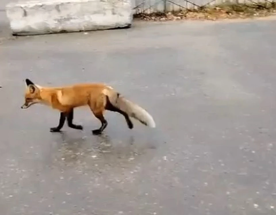 🦊 Рыжий гость на пороге больницы: дикий зверь или всеобщий любимец?