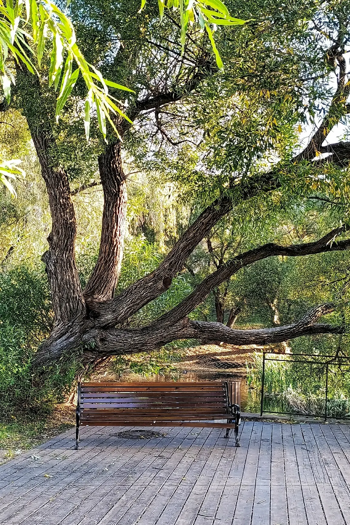 🌳🌊