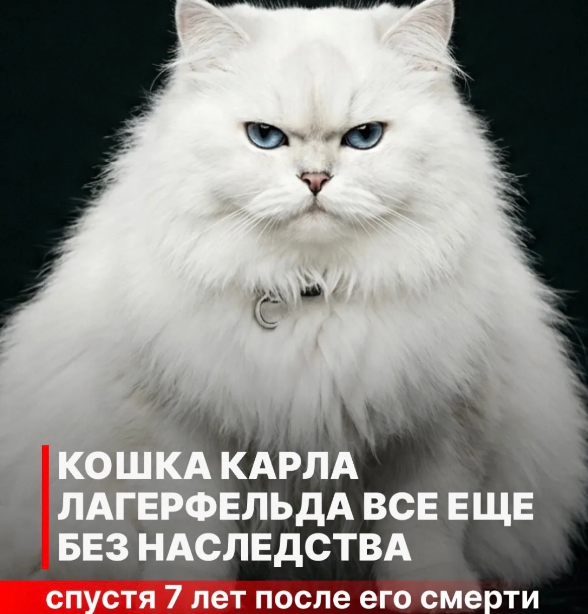 Пожелаем кошечки удачи❤️🔥