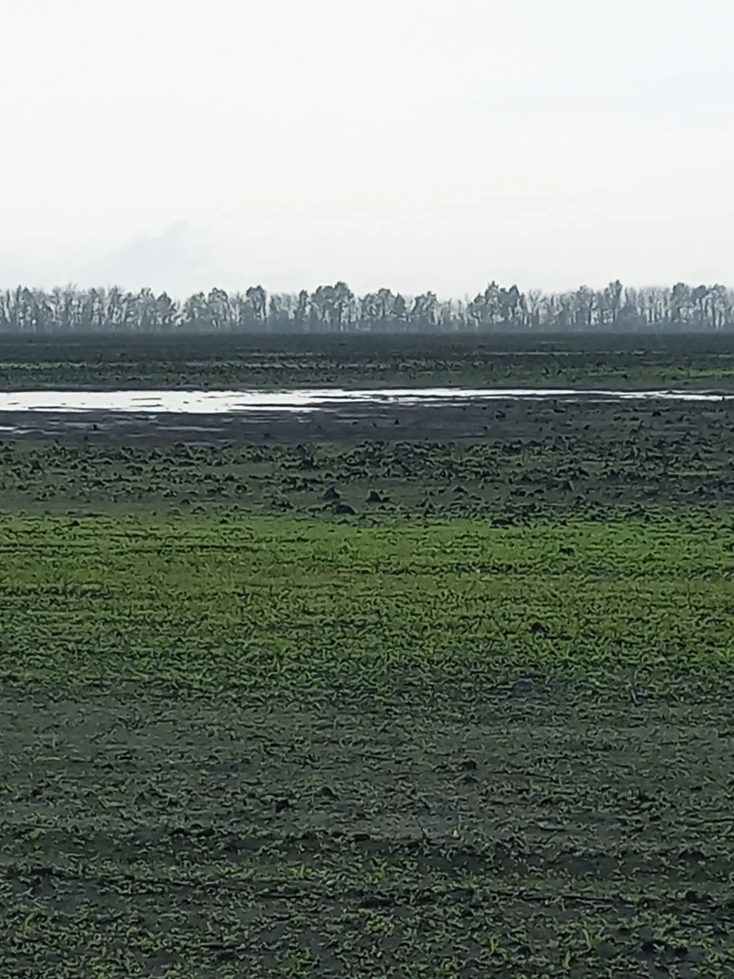 🌱Сезон сева свёклы в 2026 году в хозяйствах Саратовской, Тамбовской, Пензенской област...