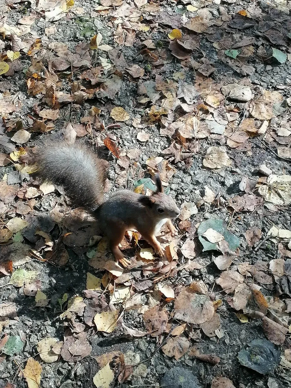🐿 Белка в Терлецком парке, кажется, уже научилась выпрашивать угощения!