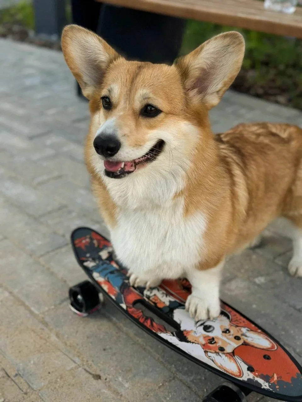 🐾Корги на пенни борде: умиление на колесиках! 🛹

Представьте: пушистый корги с ушками-локаторами м