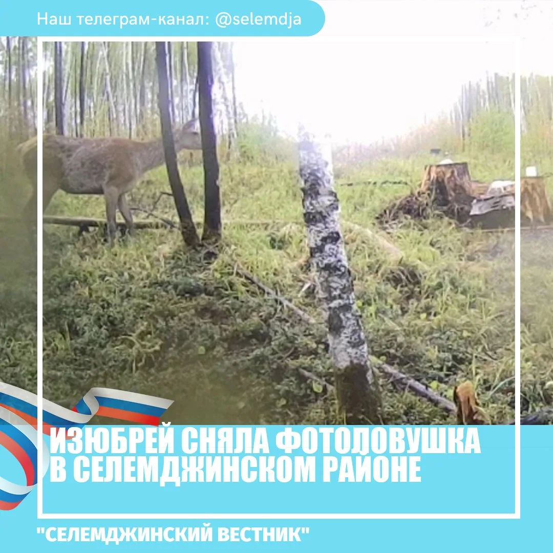 Снимки сделала аппаратура, установленная в Гербиканском заказнике. Благородные олени пришли на обед 