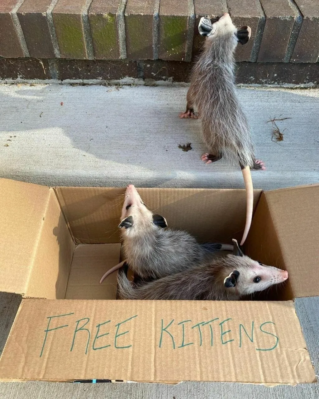 Кому бесплатных котят?