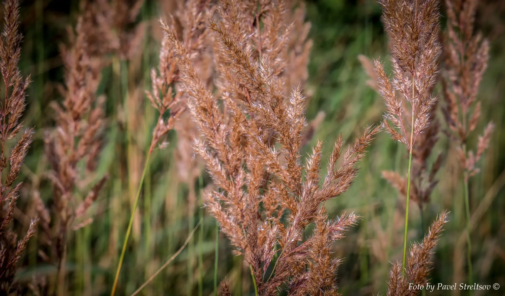 Лето 2026.Июль ☀️🌾

 📸 фото: Павел Стрельцов
