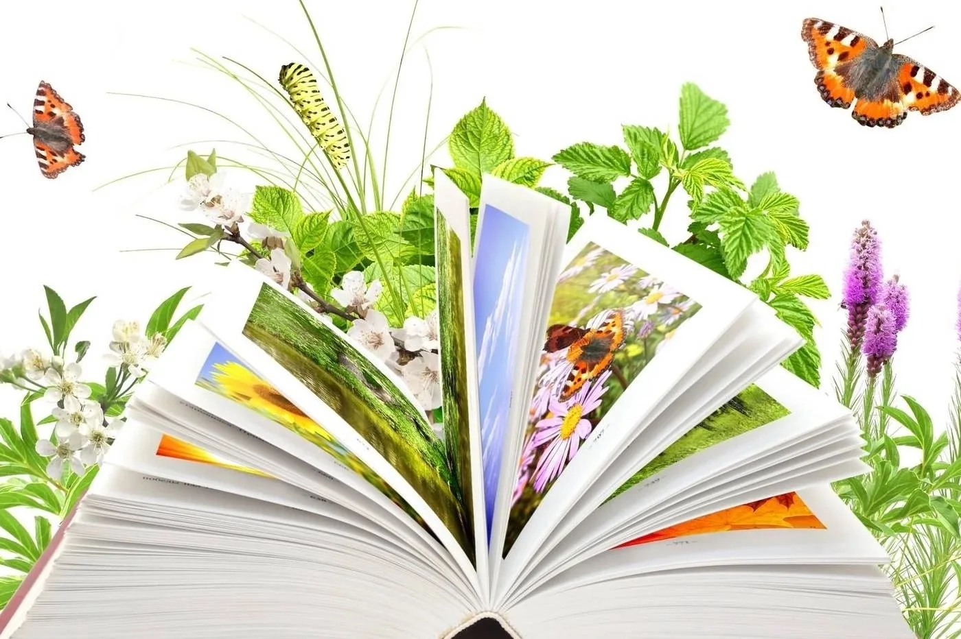 ВМЕСТЕ С КНИГОЙ- В ЛЕТО!

ИДЕИ ДЛЯ ПОТРЯСАЮЩЕГО КНИЖНОГО ЛЕТА.

1. Устроить книжный пикник

Парк, пл