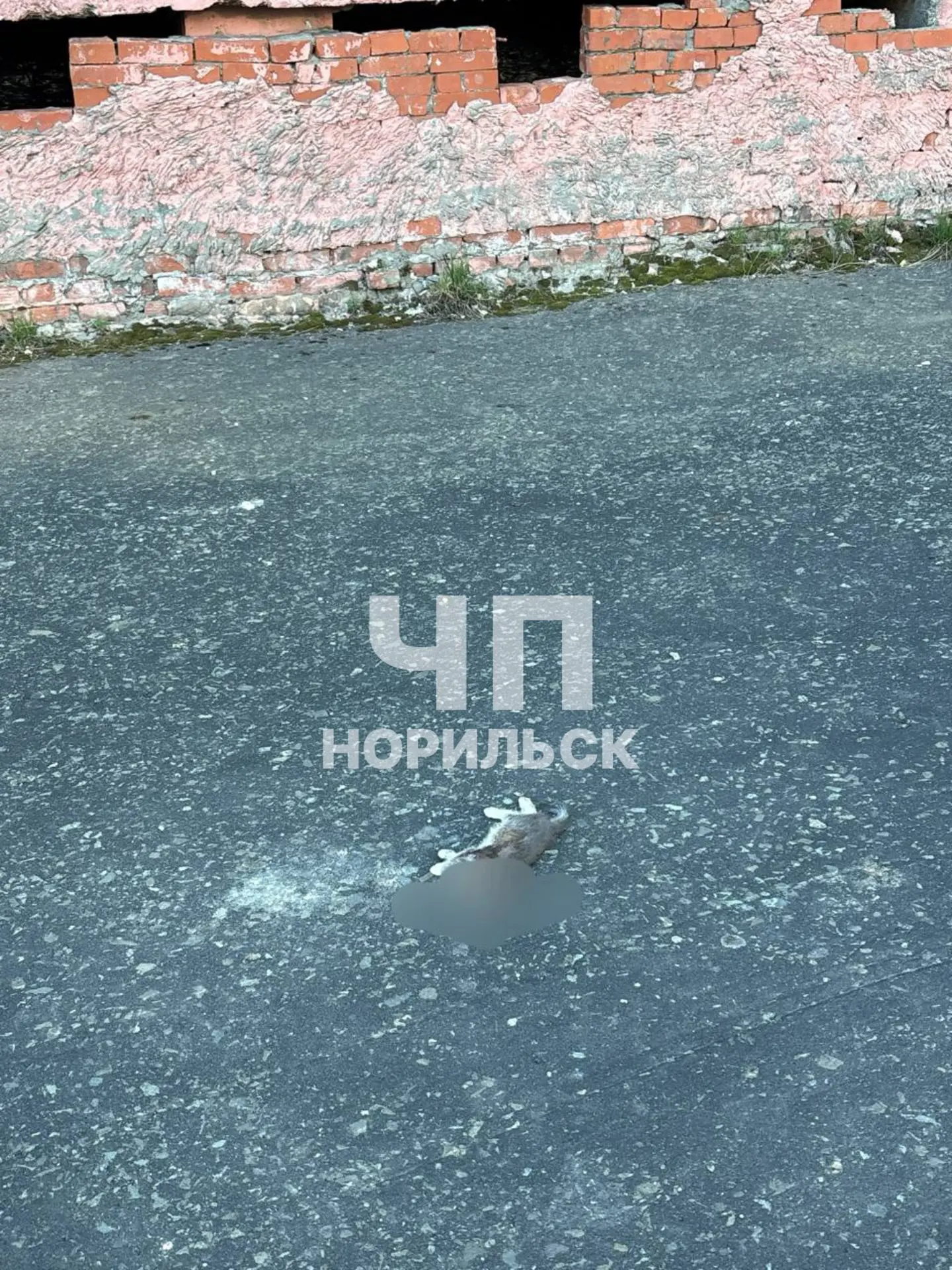 В Талнахе по адресу первопроходцев 1, лежит труп котенка. Безответственные нелюди либо оставили окно
