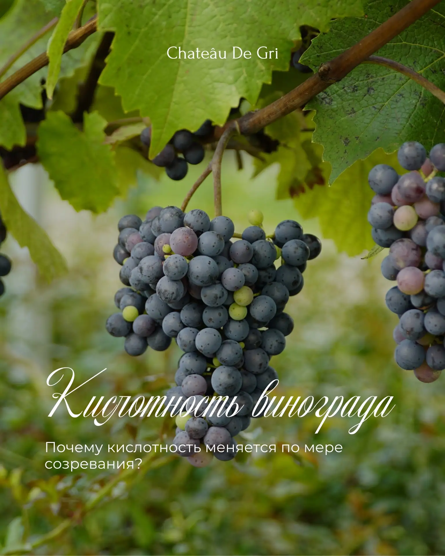 Почему кислотность винограда меняется по мере созревания? 🍇