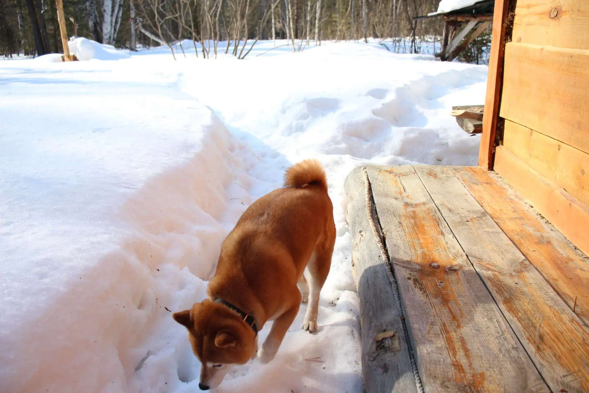 Редкие кадры дикой природы: рыжий зверь на охоте! #рыжий_зверь@lesnue