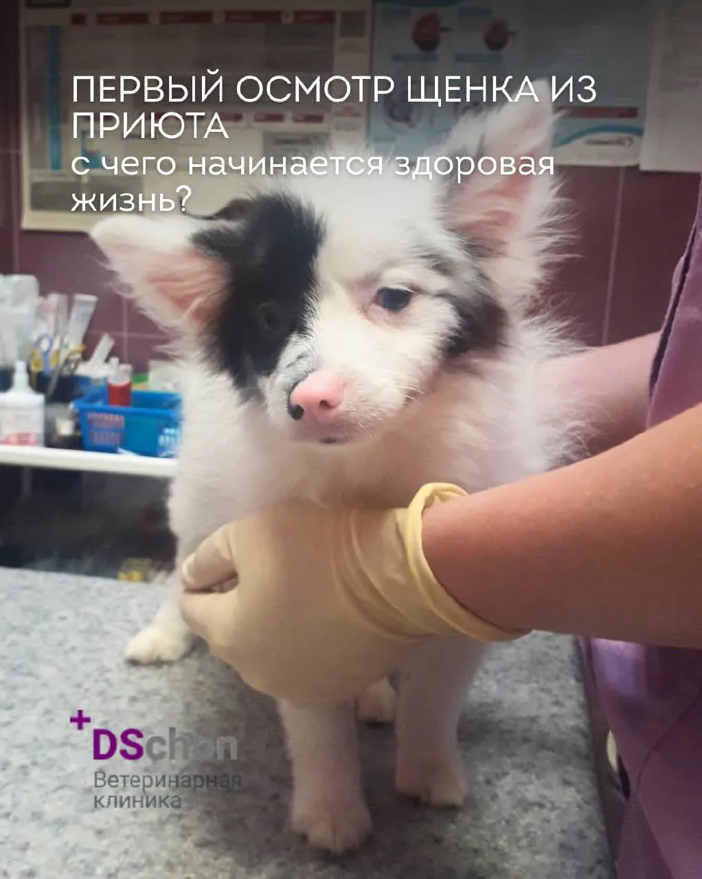 Первый осмотр щенка из приюта — с чего начинается здоровая жизнь? 🐶🤍