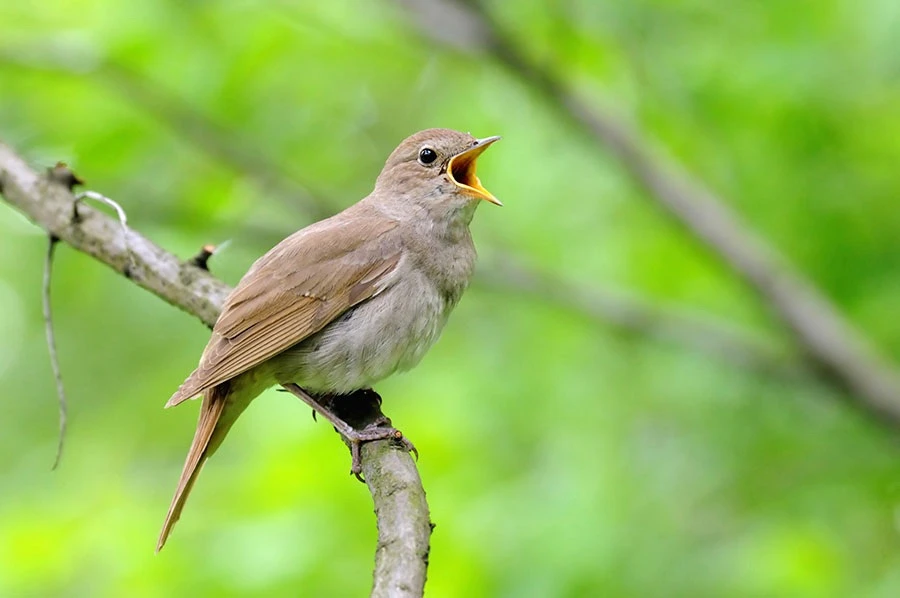 4 июня - День соловья 🐦