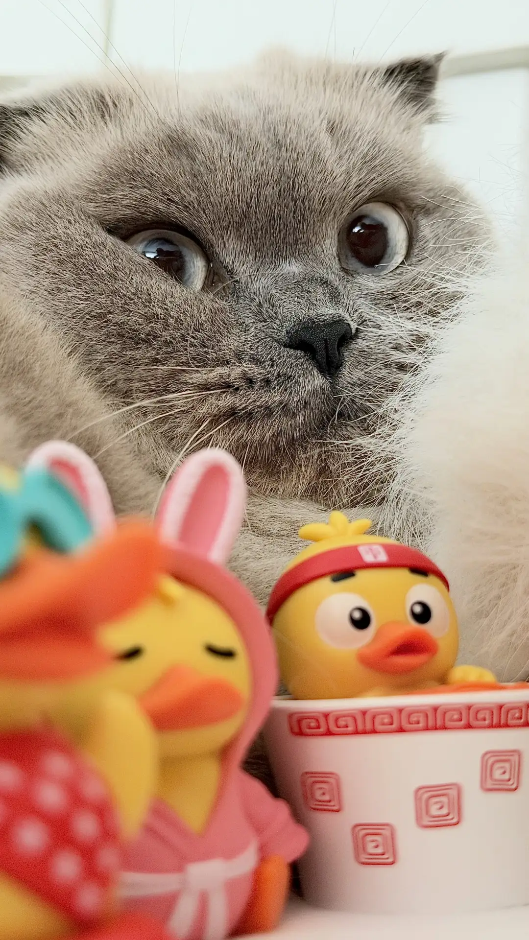 Любительница игрушек 🐥🦆