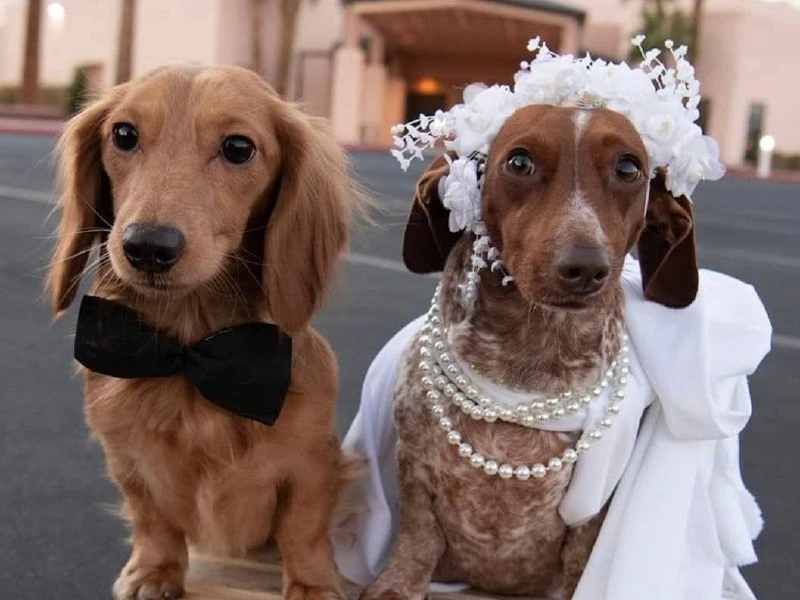👰‍♀️ 2027 год станет лучшим для свадьбы, — нумерологи