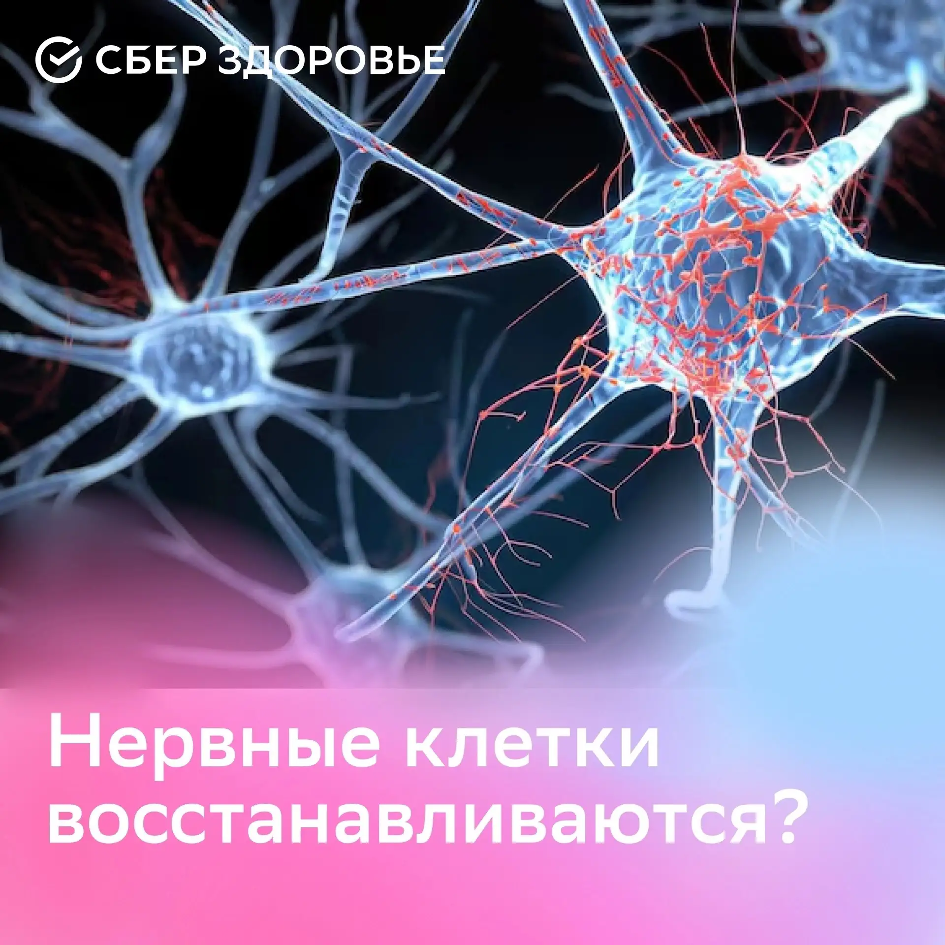 🌼 Нервные клетки не восстанавливаются?