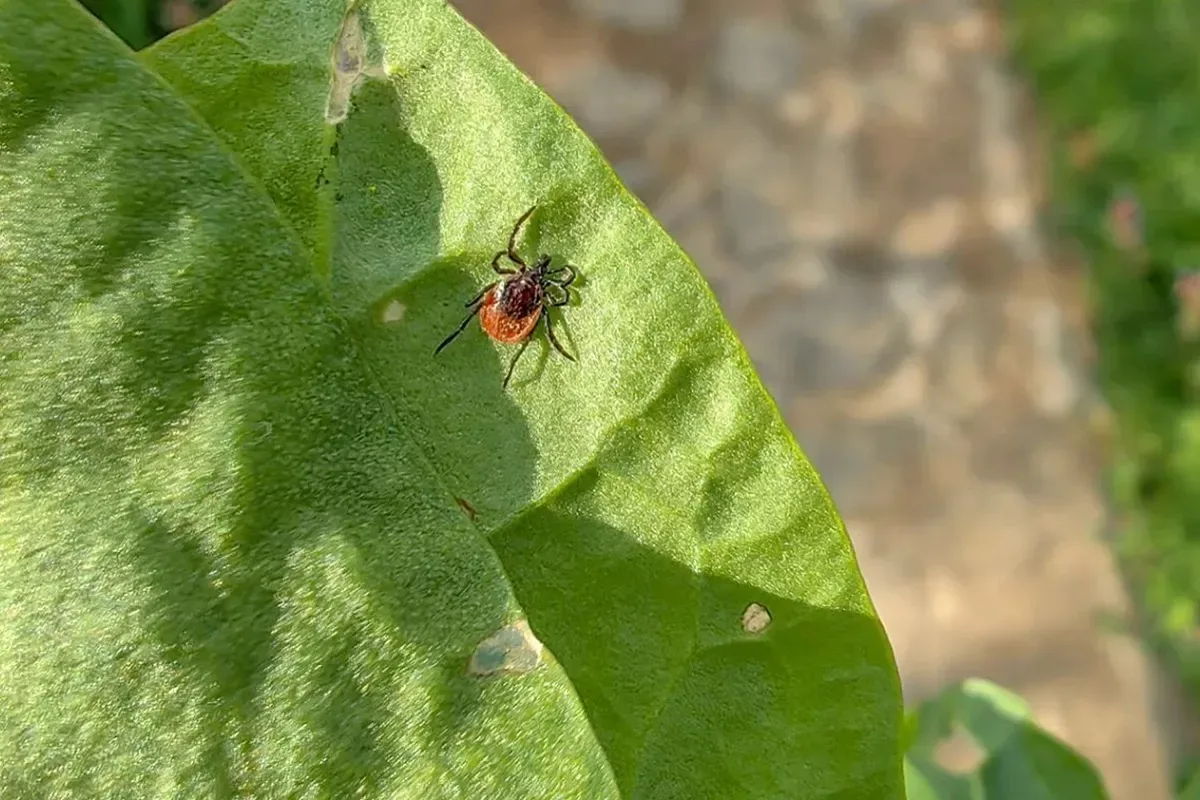 🕷️ Более 3,6 тысячи жителей Кубани пострадали от укусов клещей.