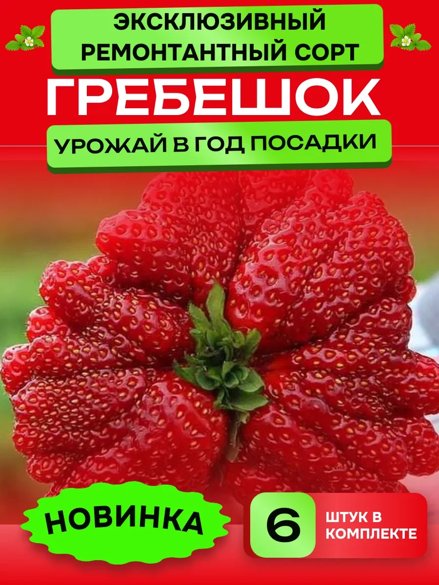 Саженцы клубники сорт Гребешок Саженцы Юга России