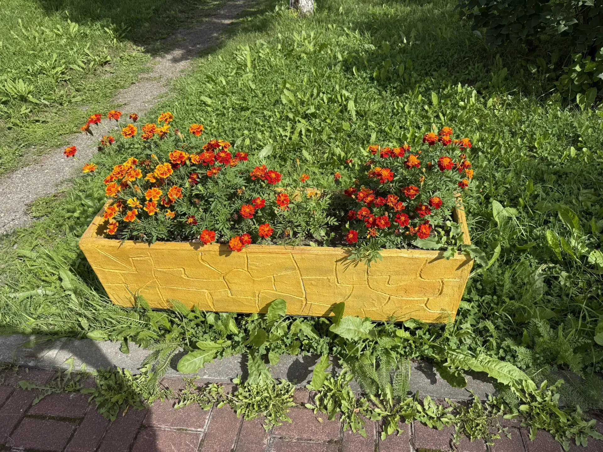 Посмотрите, как за лето разрослись наши цветочки 🌸🌺🌼