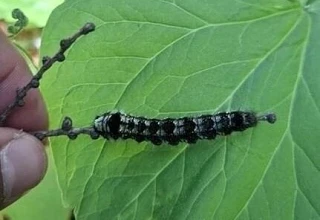 😨 Белополосого шелкопряда нашли в Корсаковском лесничестве

В Корсаковском лесничестве выявили терр