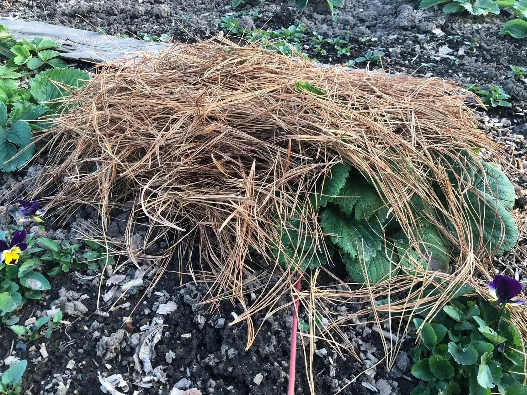 🍓 Нужно ли укрывать клубнику на зиму?