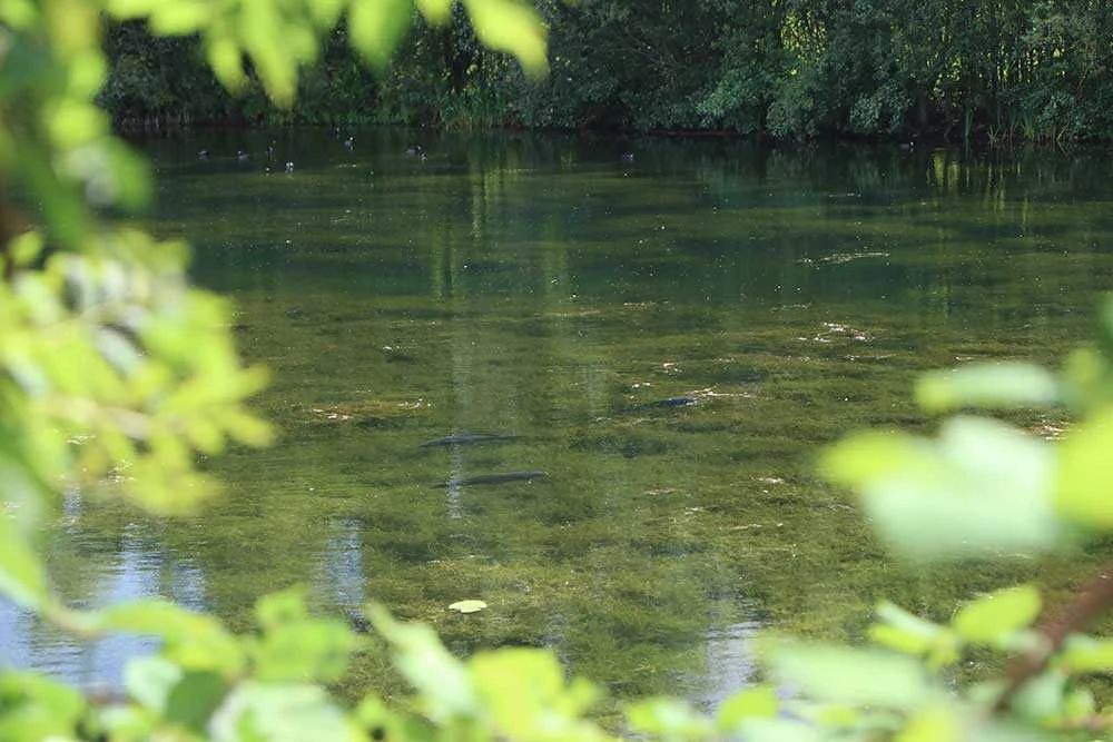 🎣 Успешный карпфишинг летом. Где искать рыбу и почему она клюет только ночью? Что такое термоклин и