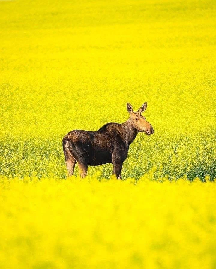Лось в рапсовом поле