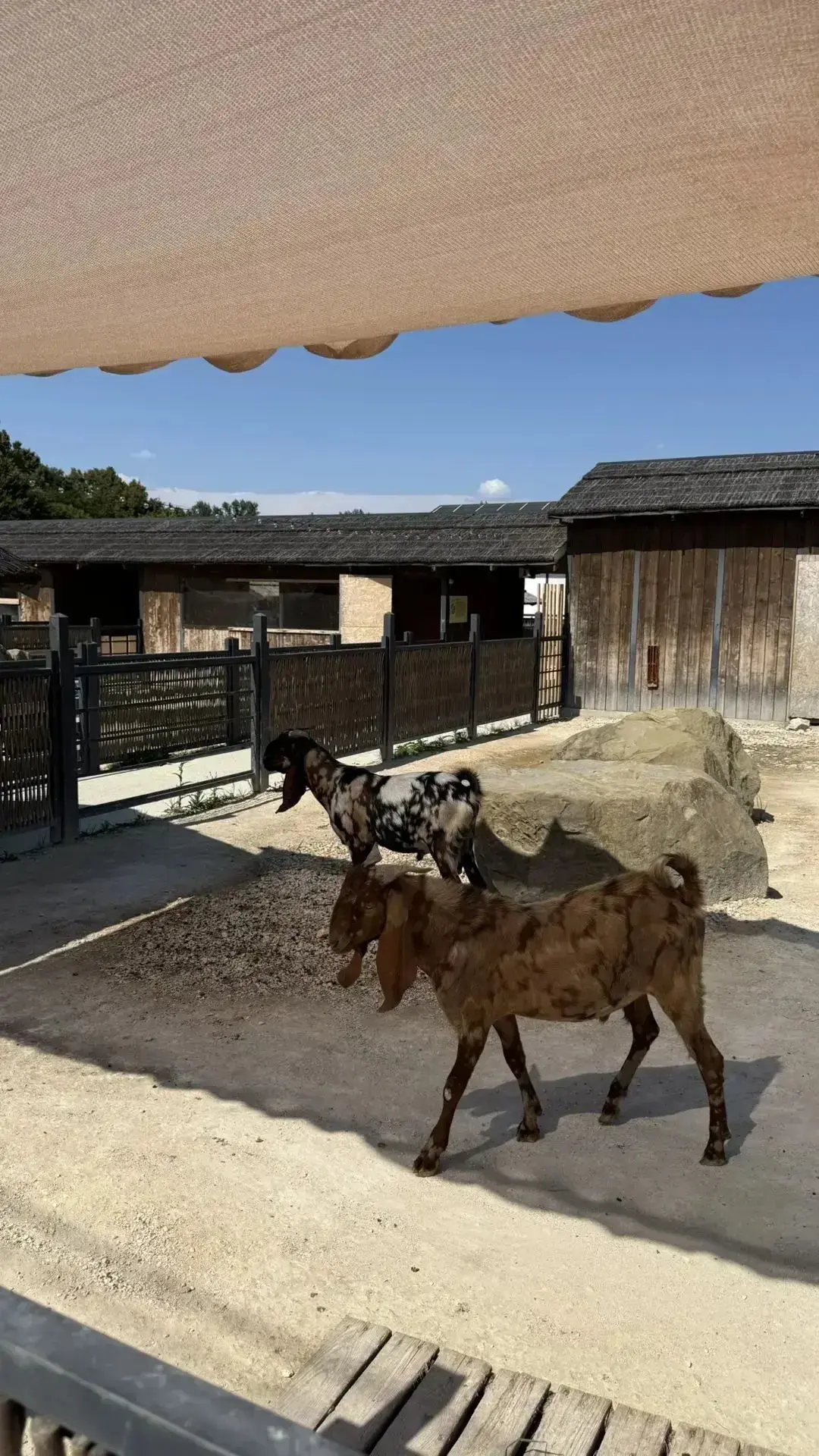 За незабываемыми впечатлениями — на ферму альпак! 🦙