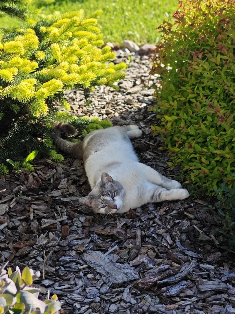 А ещё у нас живут два замечательных котика😽 Котик Малыш и кошечка Ася)