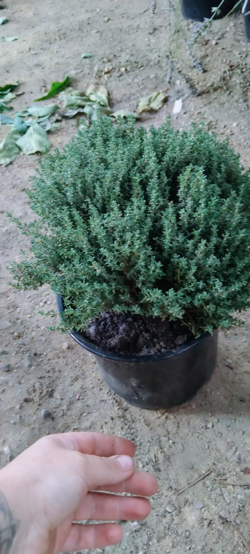 Продам тимьян,цена 550 рублей, Динская, +79892728834