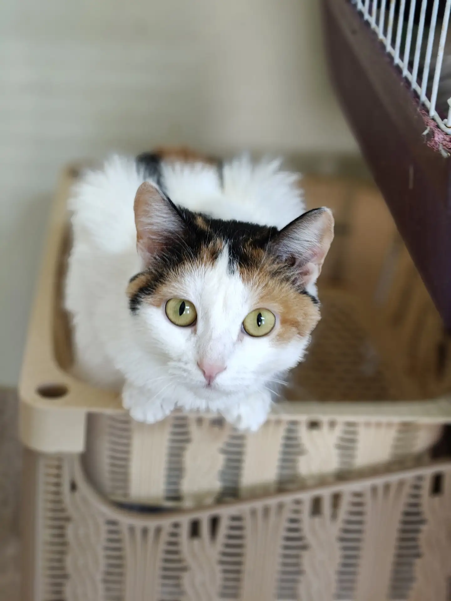 Трехцветное счастье в самые добрые руки: кошечка, которая безумно любит людей!