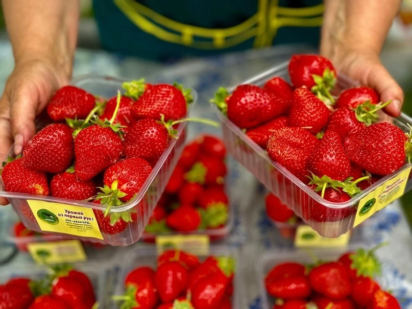 🍓 Земляника с рязанских полей 

Начался сбор садовой земляники, которую большинство горожан привыкл