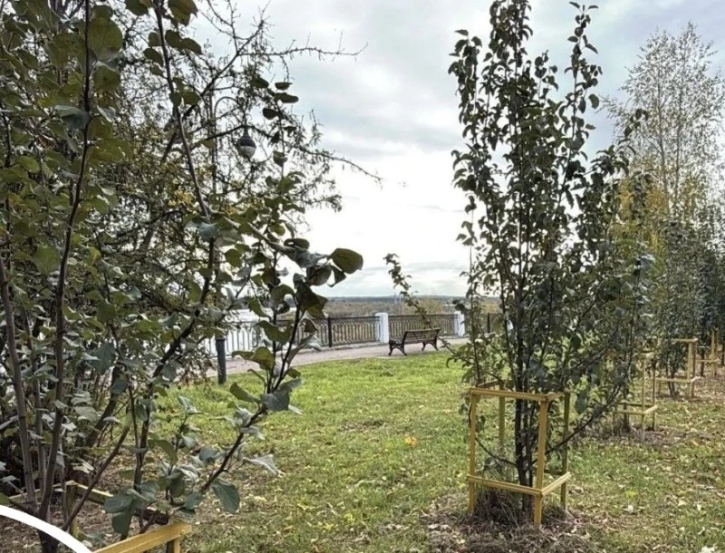 В Кирове на набережной Грина высадят 25 деревьев 🌳
