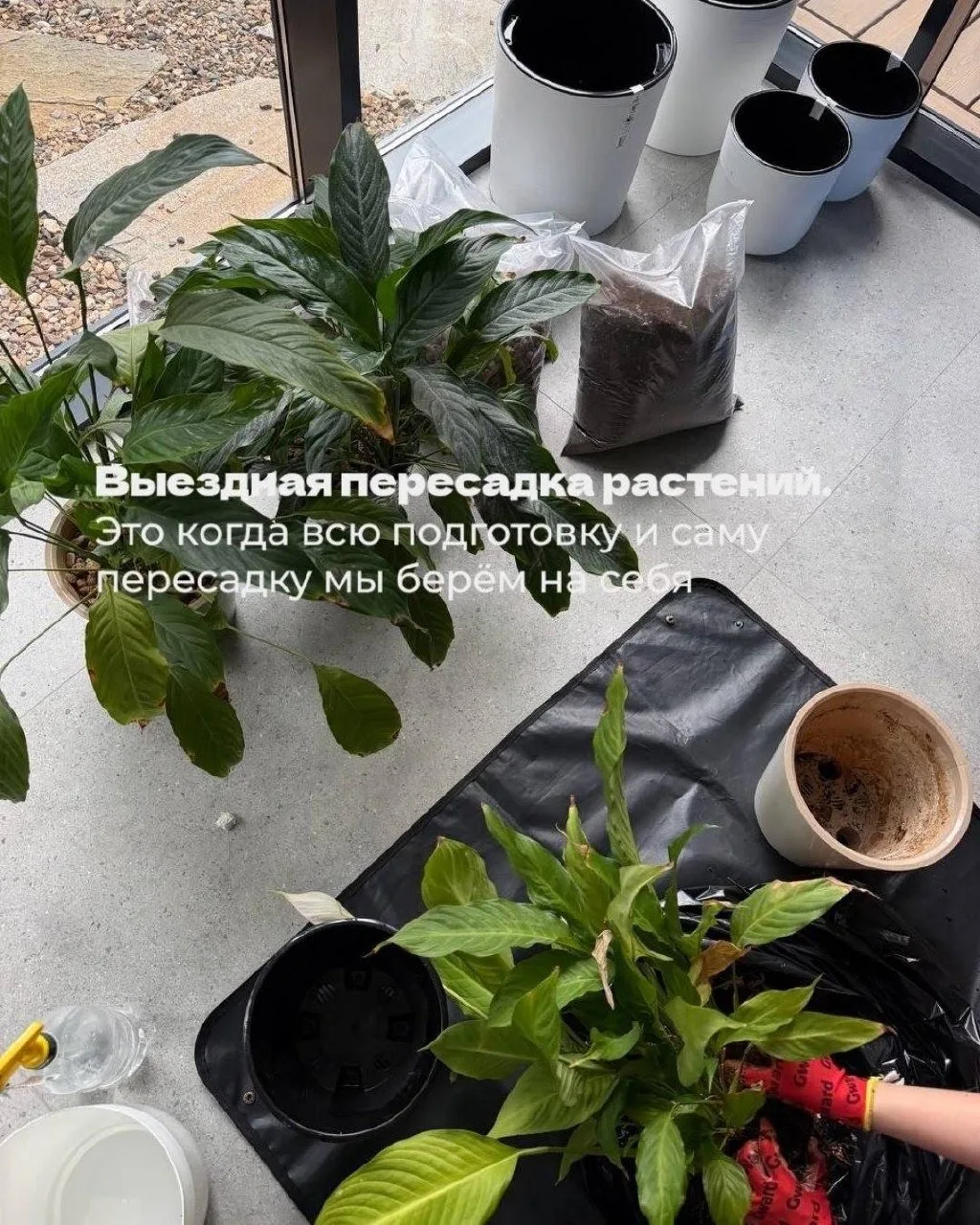 Последнее время к нам всё чаще обращаются за выездными пересадками — и нам безумно прия...