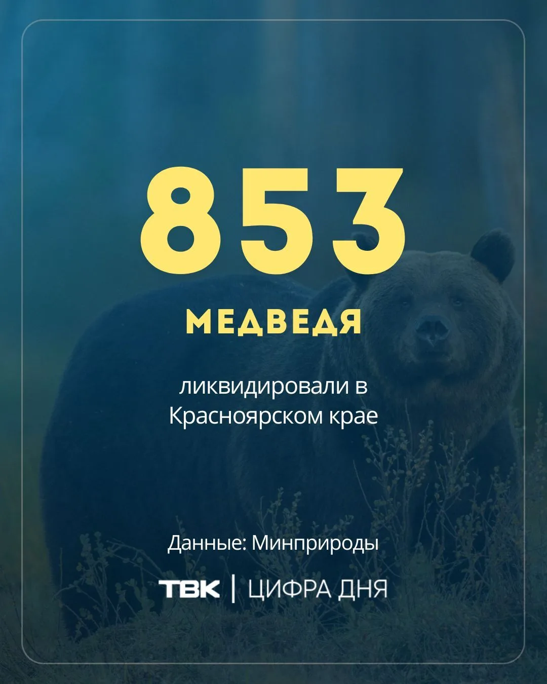 853 медведя ликвидировали в Красноярском крае