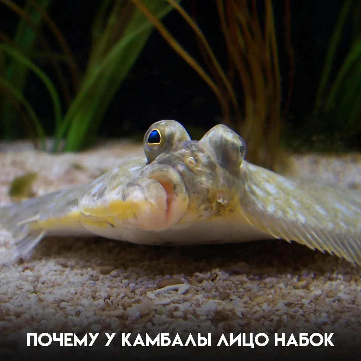 Молодая камбала выглядит как самая обычная рыба — пока один её глаз не начинает перемещ...