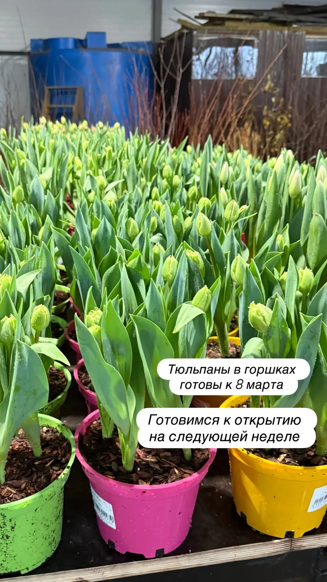 В Садовом центре РОСТОВСАД кипит работа, готовимся к новому сезону !  ✔️Посадили наши прекрасные роз