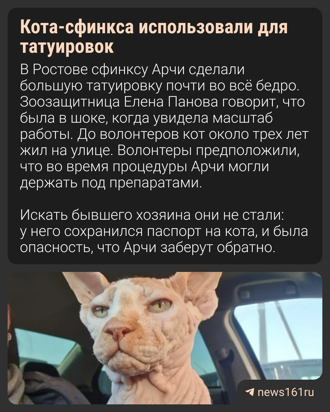 😿 В Ростове кота-сфинкса использовали для татуировок, а потом оставили на улице.