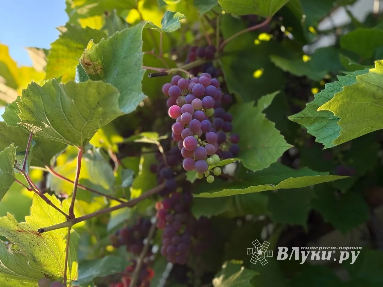 Прогноз погоды на 6 сентября в Великих Луках
