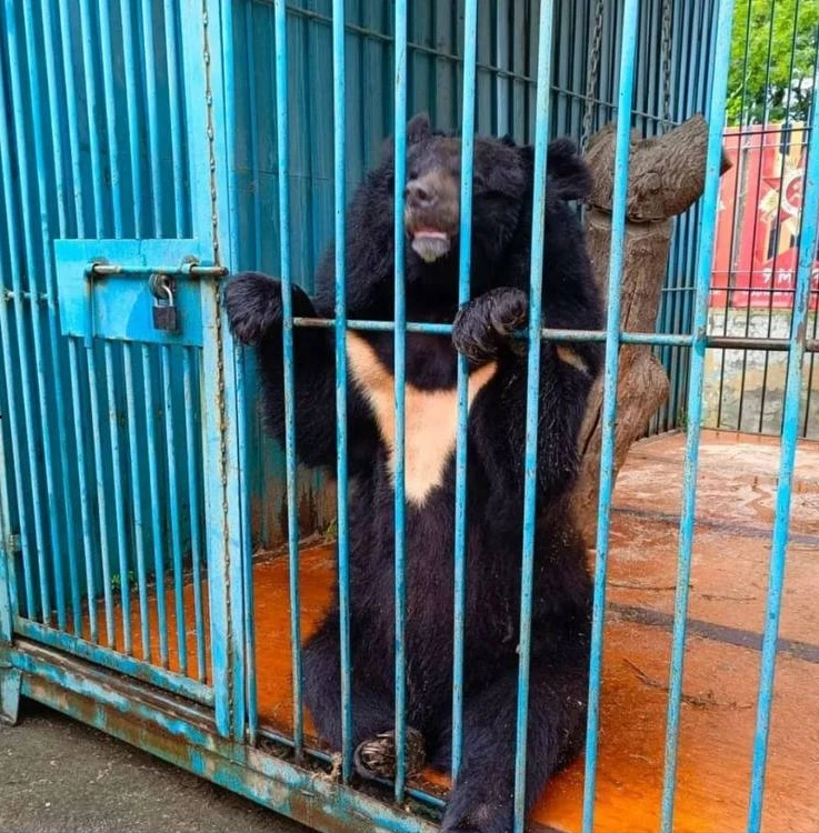 Медведь откусил сотруднице часть руки

В парке «Дора» в Уссурийске медведь напал на сотрудницу во вр