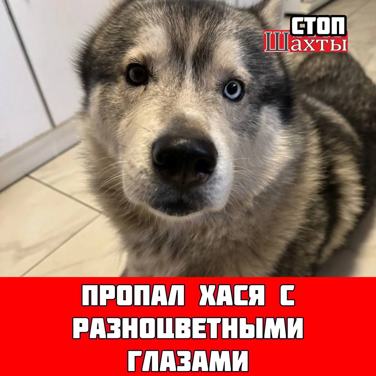 КАЖДЫЙ ЛАЙК И РЕПОСТ ПОМОЖЕТ БОЛЬШЕМУ КОЛИЧЕСТВУ ЛЮДЕЙ УВИДЕТЬ ДАННЫЙ ПОСТ    Пропал пес породы хаск