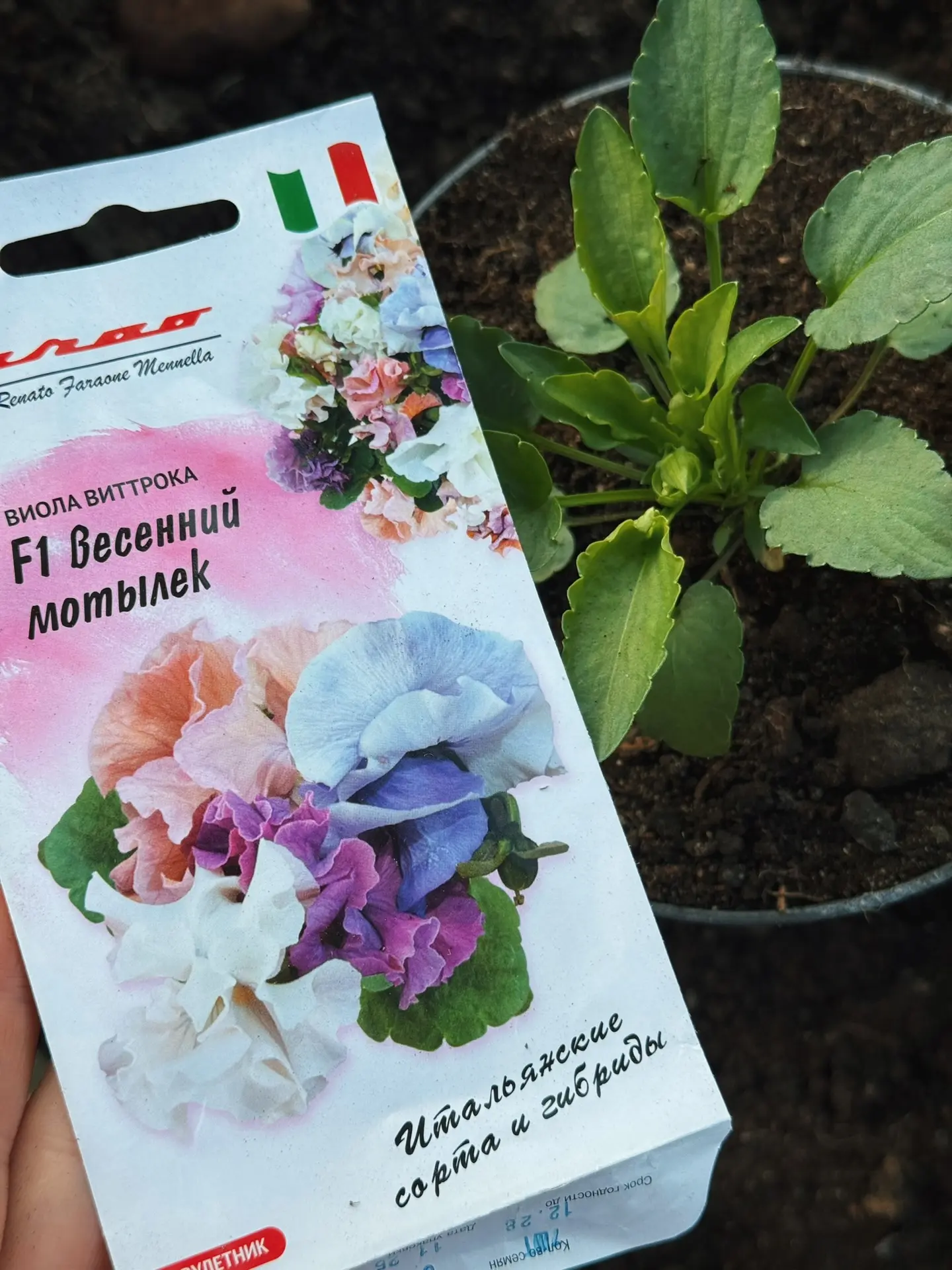 вы вот не знали, а я еще Виолу вырастила 😁но она мне кажется как-то медленно у меня растет 🤷🏽‍♀️