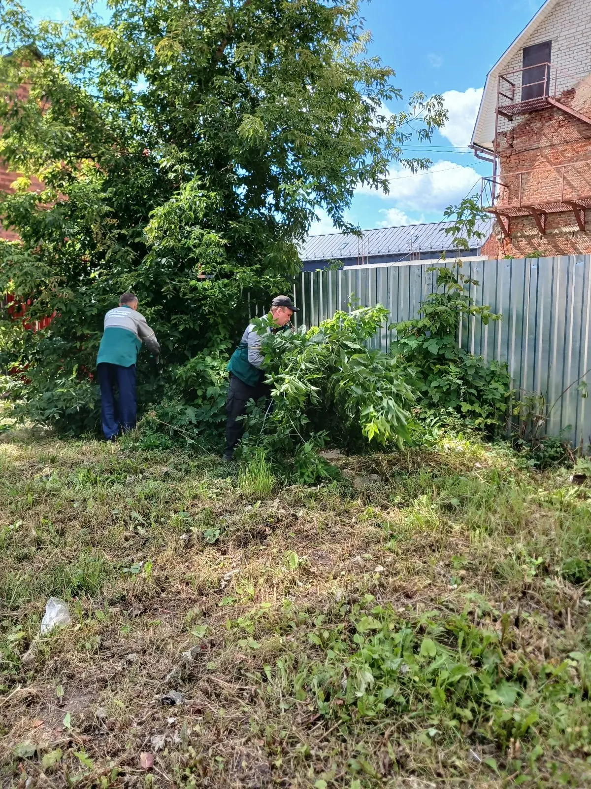 🌿 Убираем поросль во дворах