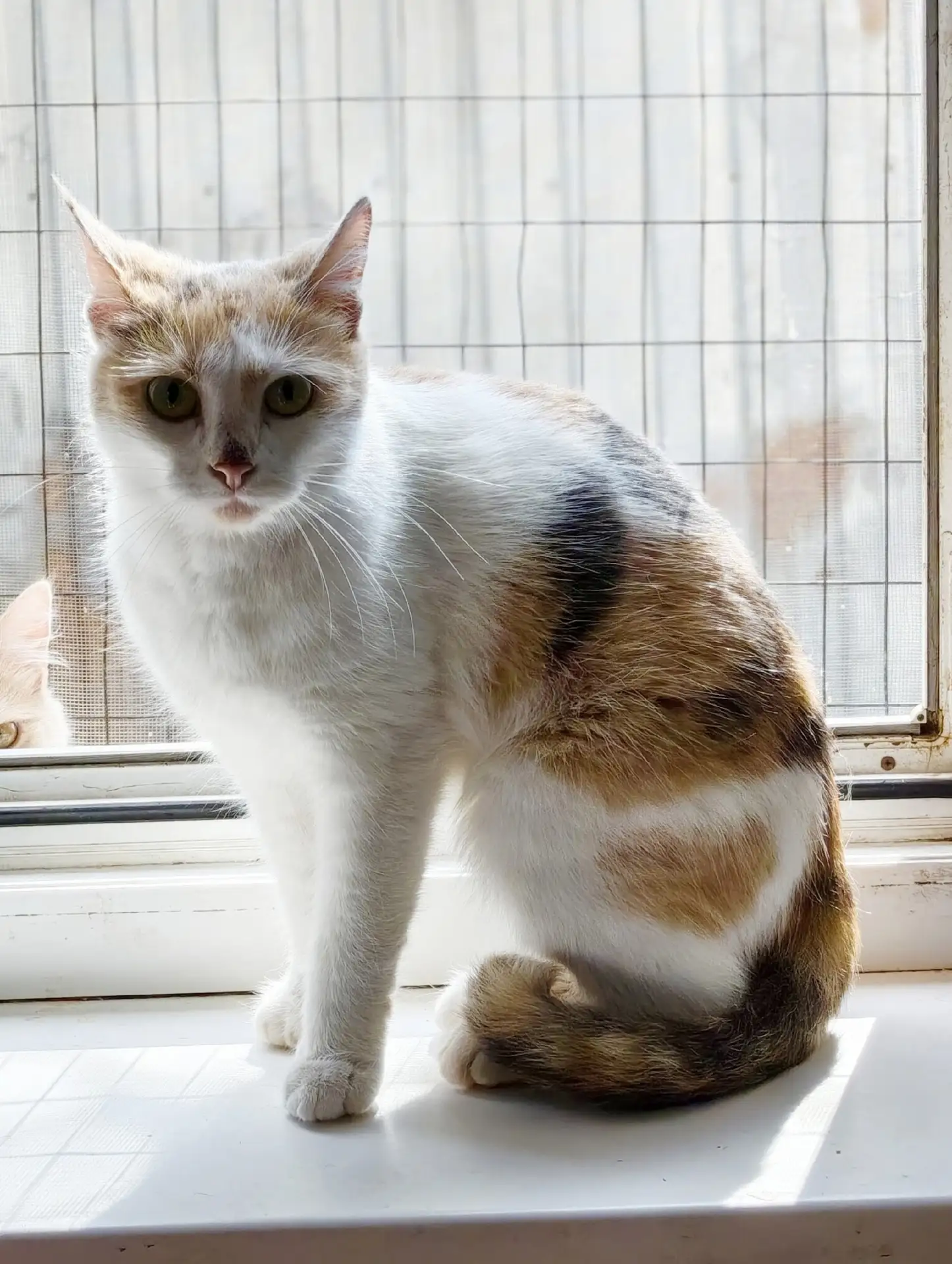 🌸🐾 Ищем дом для нашей трогательной трехцветной кошечки по имени КЛЕРИ! 💖✨