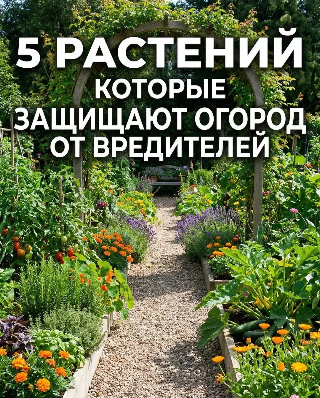 Посадите их между грядок!