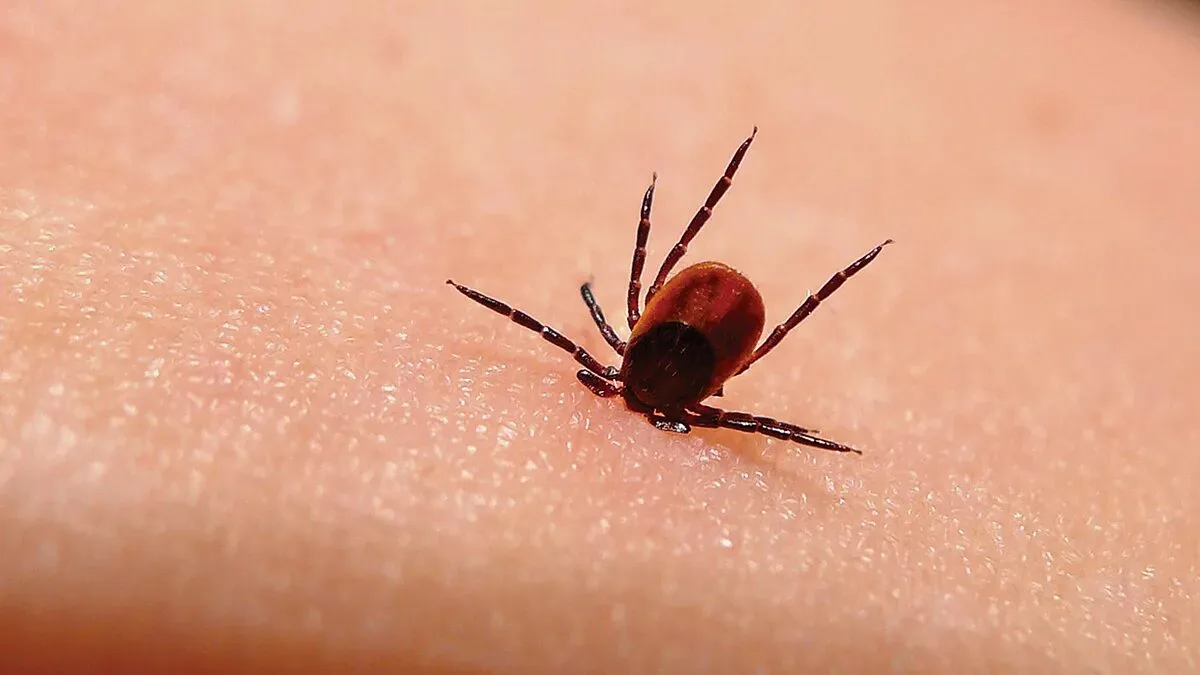🕷Несмотря на осеннюю погоду, в нашем регионе клещи все еще активны 🕷.
